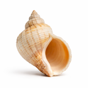 Wulkschelp (Buccinum)