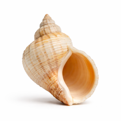 Wulkschelp (Buccinum)